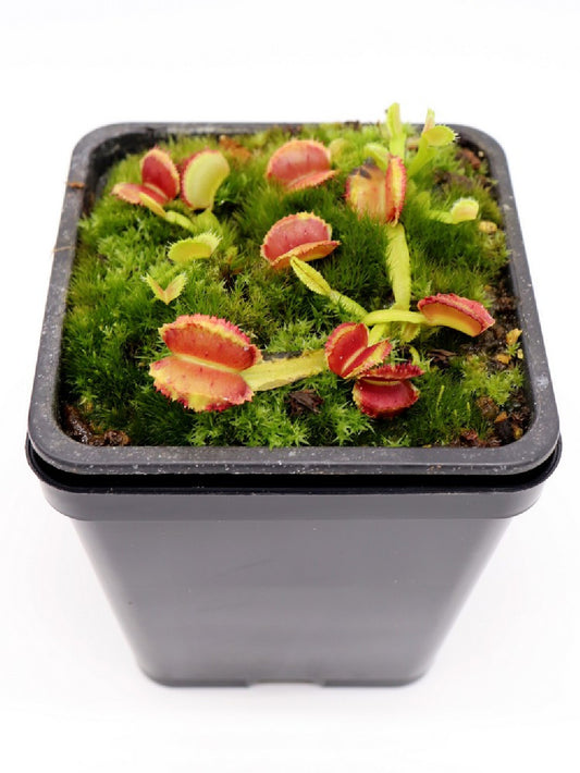 Dionaea muscipula " freaky star "