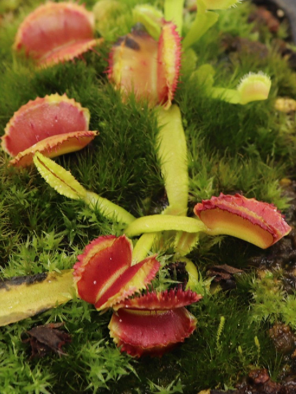 Dionaea muscipula " freaky star "