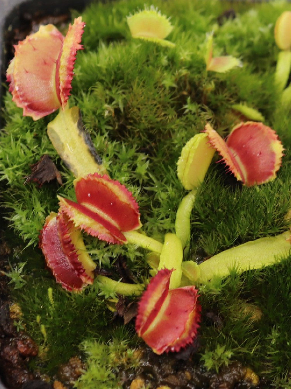 Dionaea muscipula " freaky star "