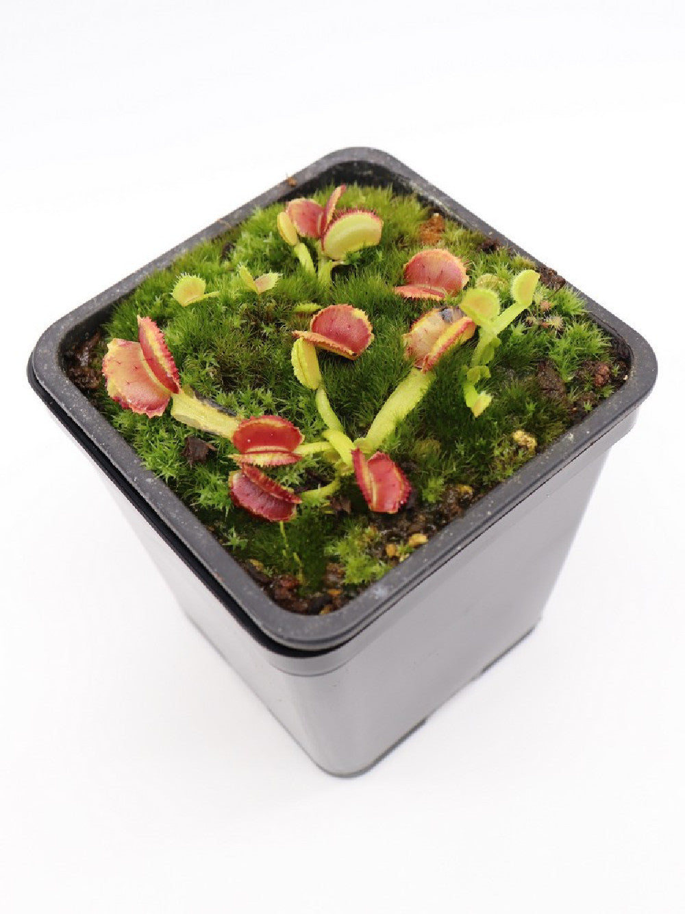 Dionaea muscipula " freaky star "