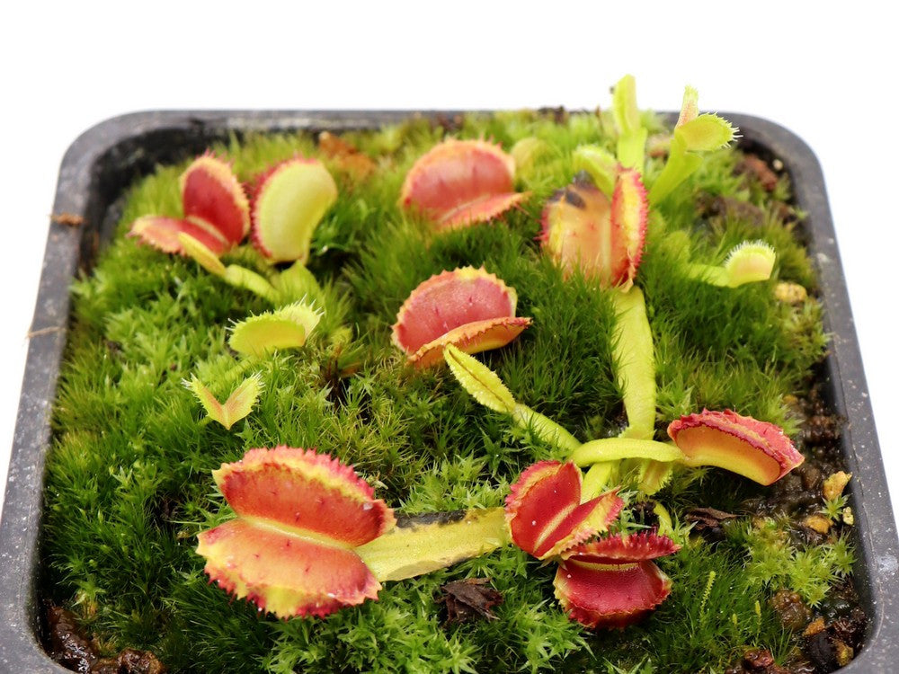 Dionaea muscipula " freaky star "