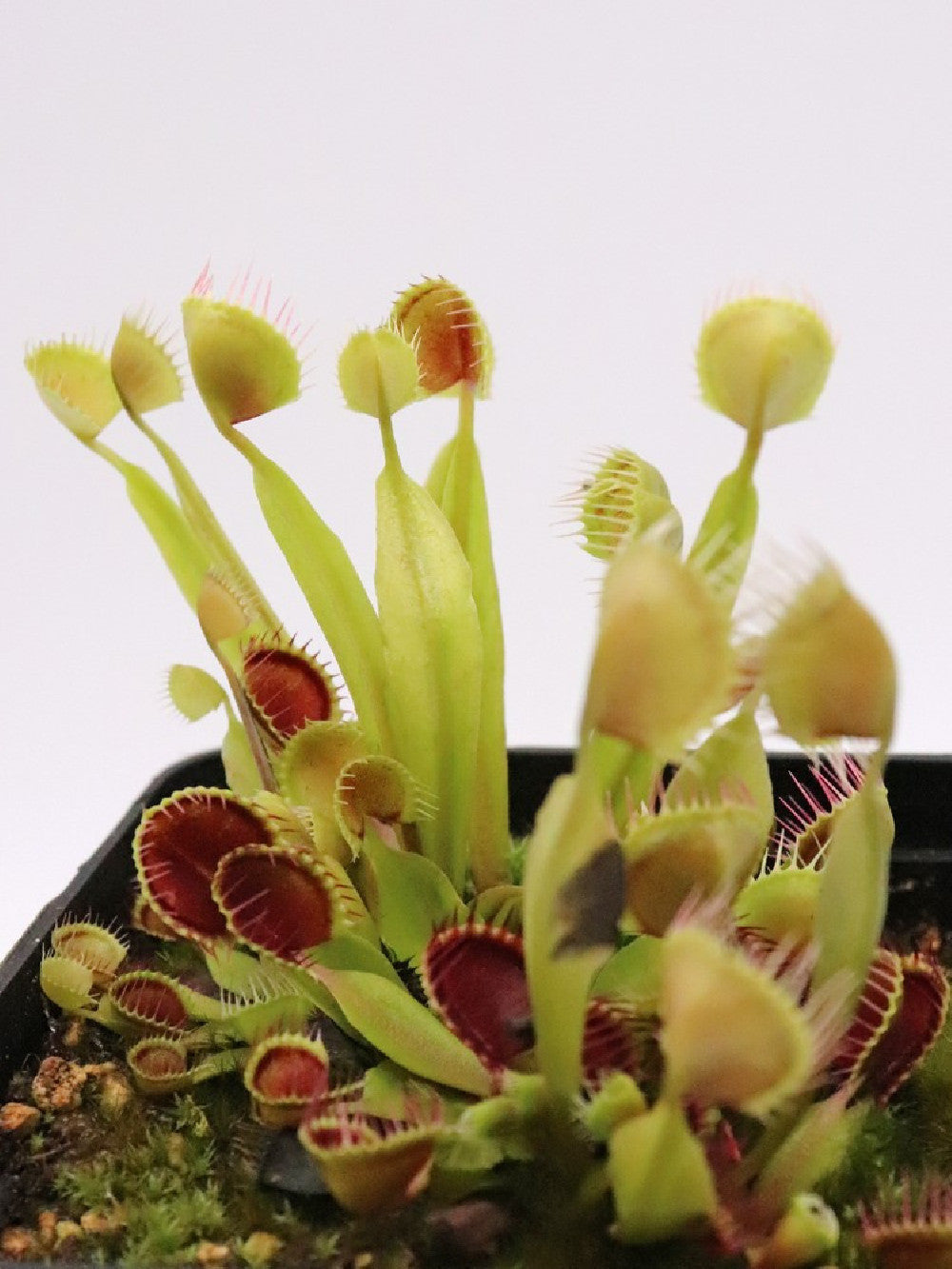 Dionaea muscipula 'kinchyaku'