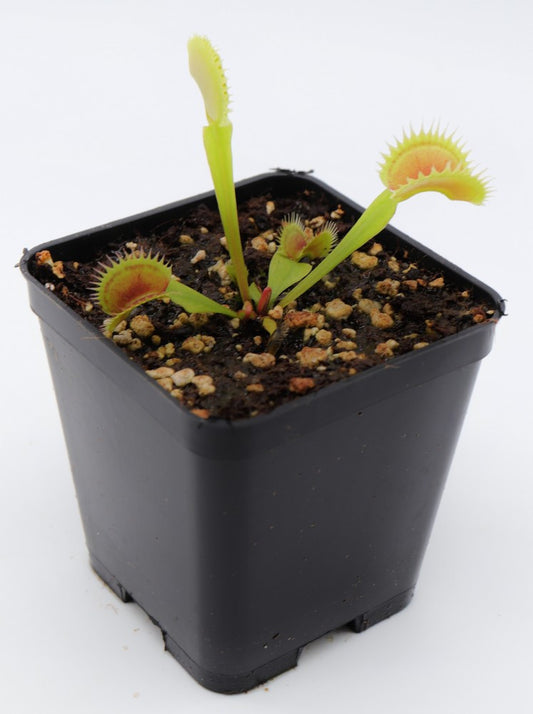 Dionaea muscipula " short teeth" Svarc
