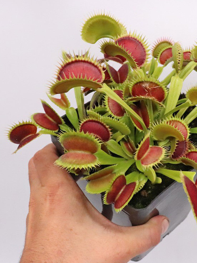 Dionaea muscipula 'tiger fangs'