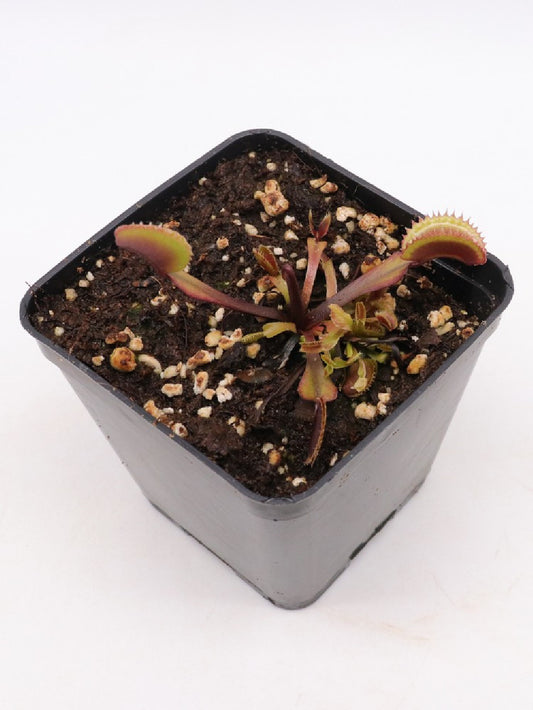 Dionaea muscipula clone 018 Carnivoria