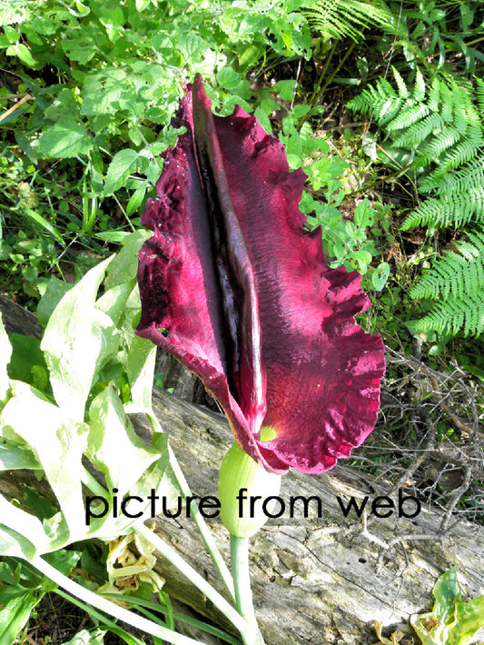 Dracunculus vulgaris   (1 bulbo)