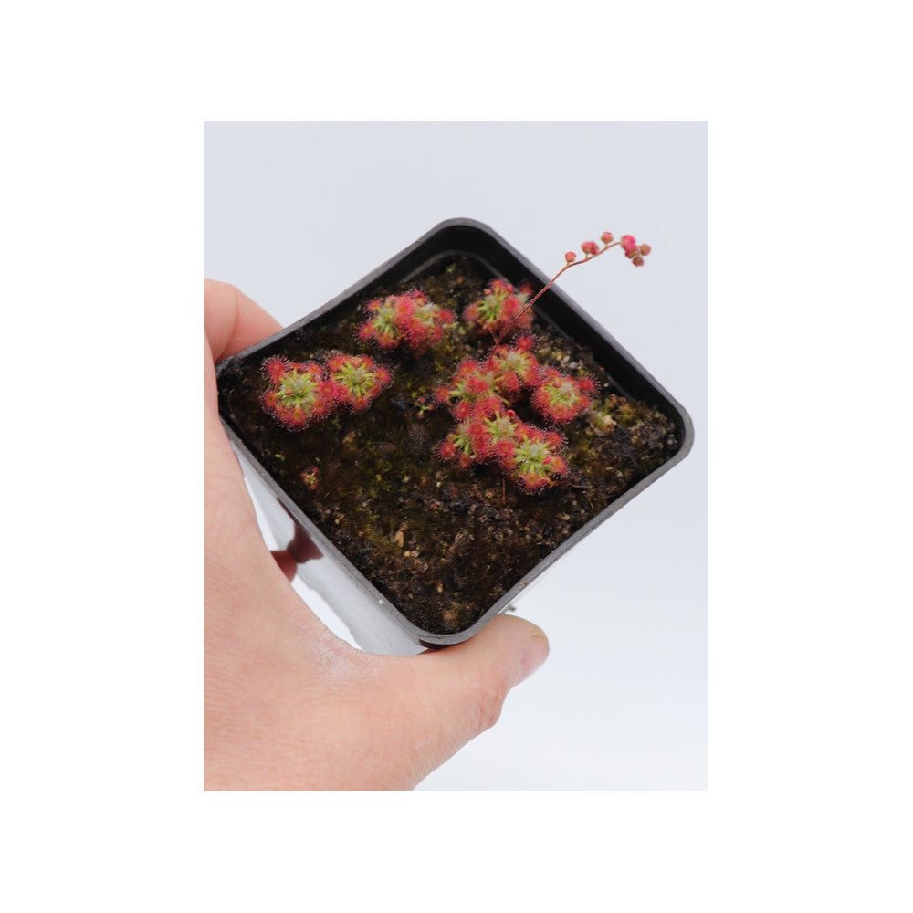 Drosera Dork's pink  (Gemme in vaso)