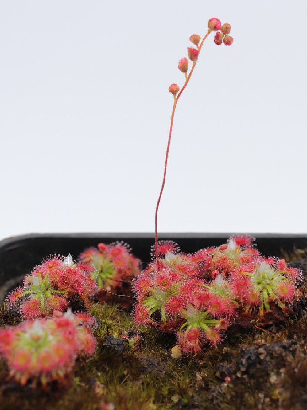 Drosera Dork's pink  (Gemme in vaso)