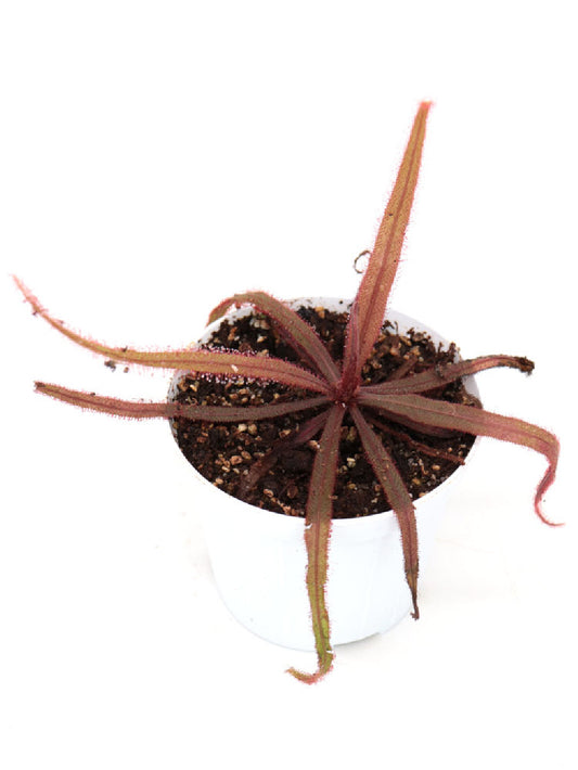 Drosera adelae