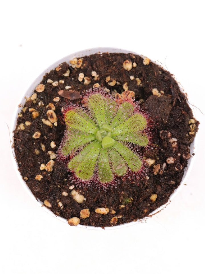 Subtropical Drosera – Giardino Carnivoro