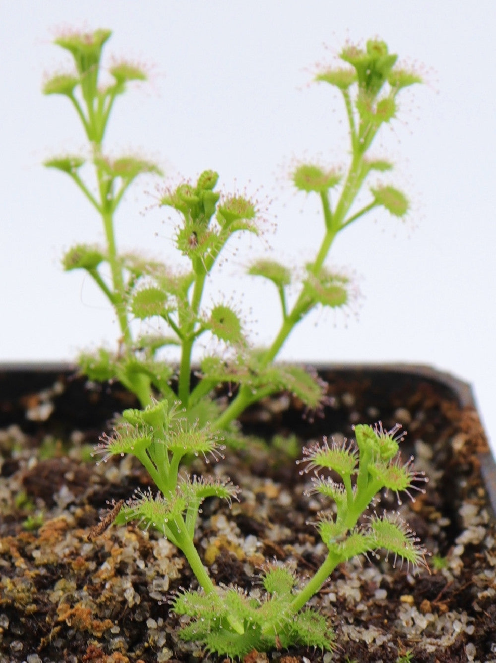 Drosera aff. stolonifera "Mini hills form"