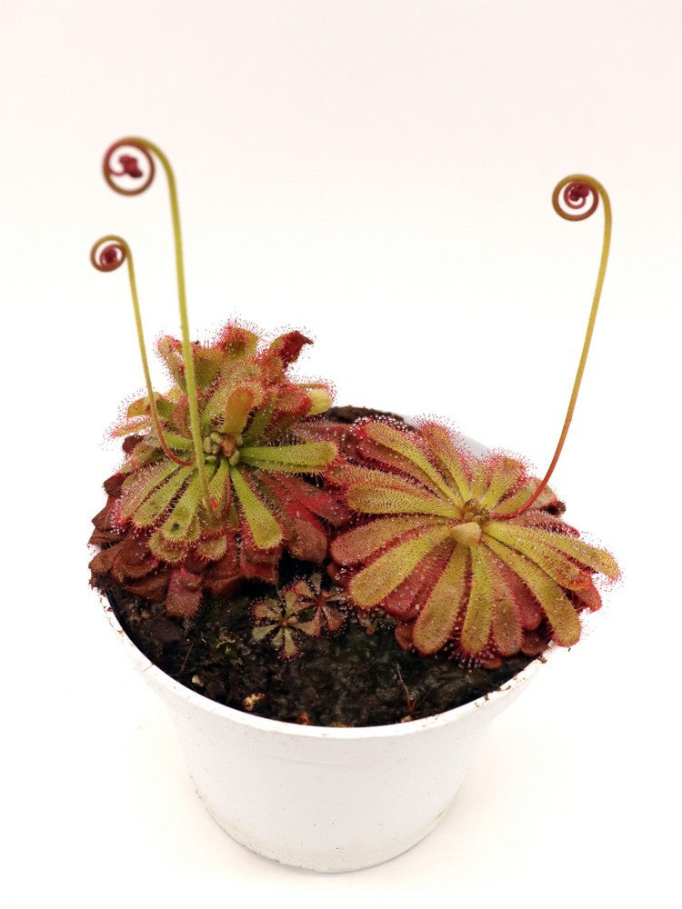 Drosera aliciae