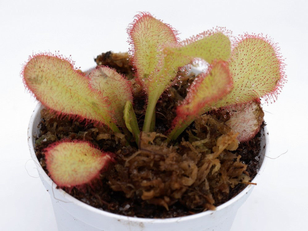 Drosera andromeda