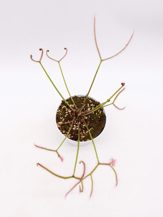 Drosera binata var.dichotoma