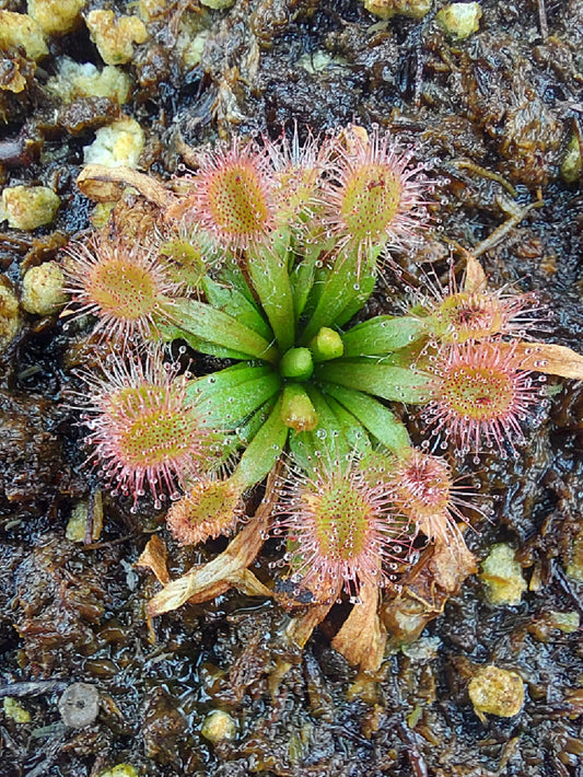 Drosera brevicornis  Howard spring road, Darwin NT