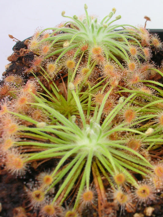 Drosera broomensis    South of Derby, Kimberley, AU