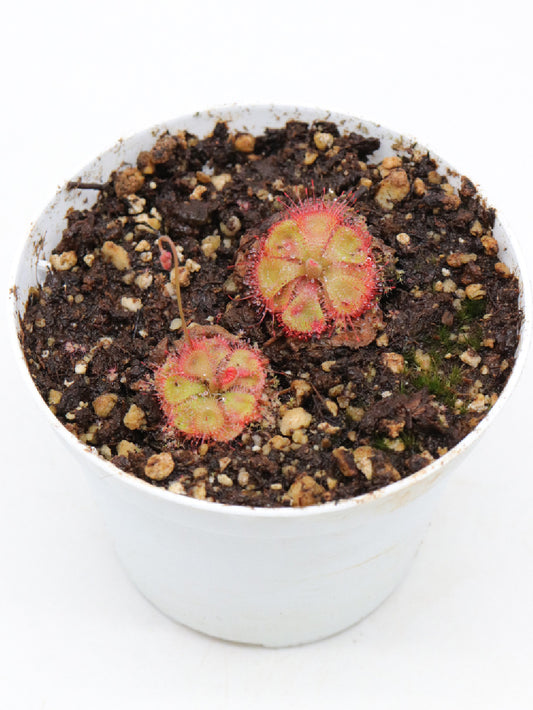 Drosera burmannii "red"