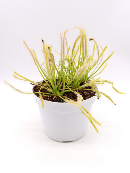 Drosera capensis 'Albino'  Large pot 12 cm