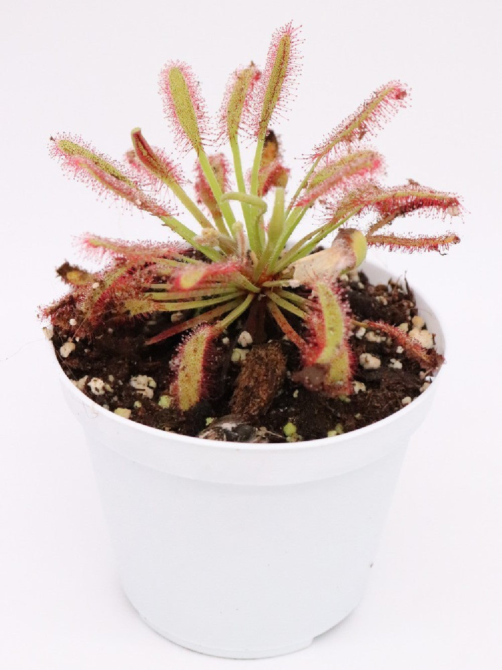 Drosera capensis  "Bains Kloof"