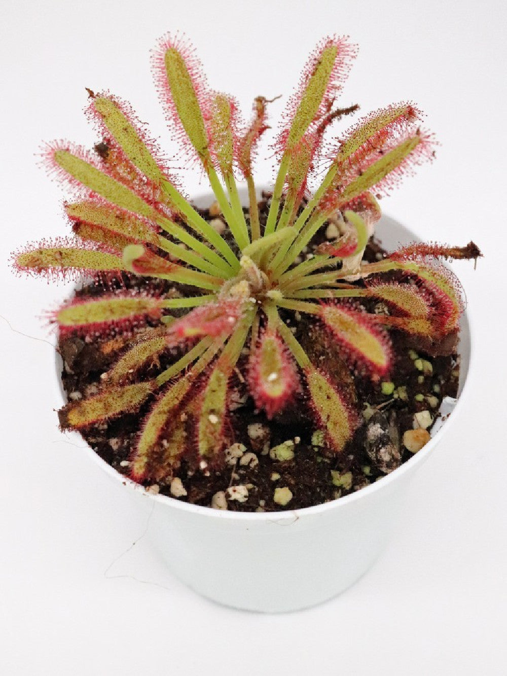 Drosera capensis  "Bains Kloof"