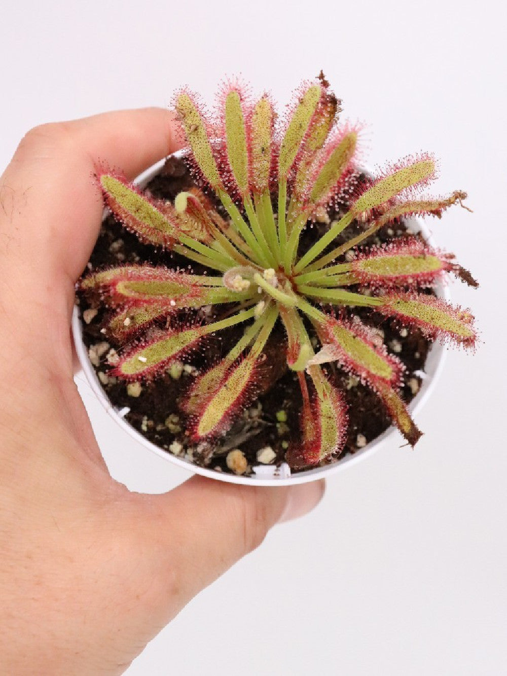 Drosera capensis  "Bains Kloof"