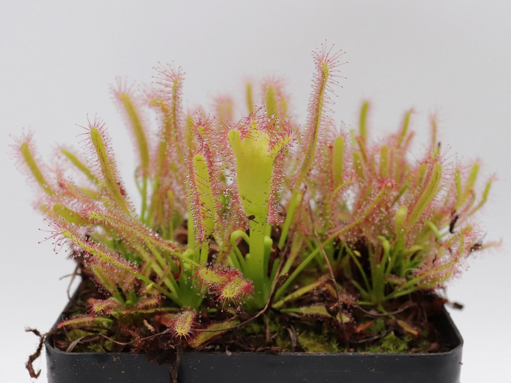 Drosera capensis " Crested " clone 2 GC