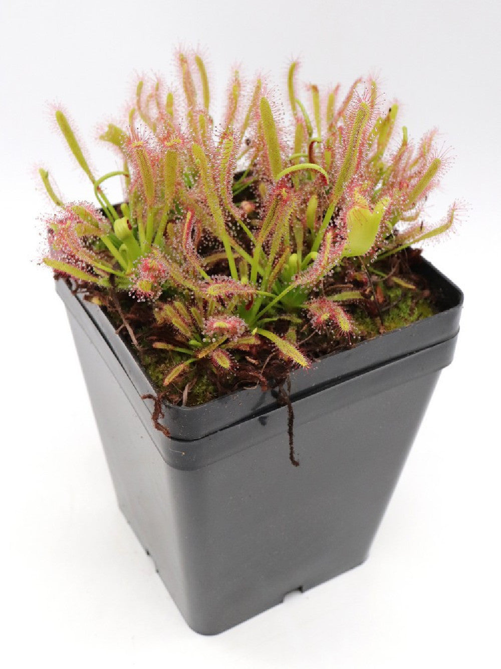 Drosera capensis " Crested " clone 2 GC