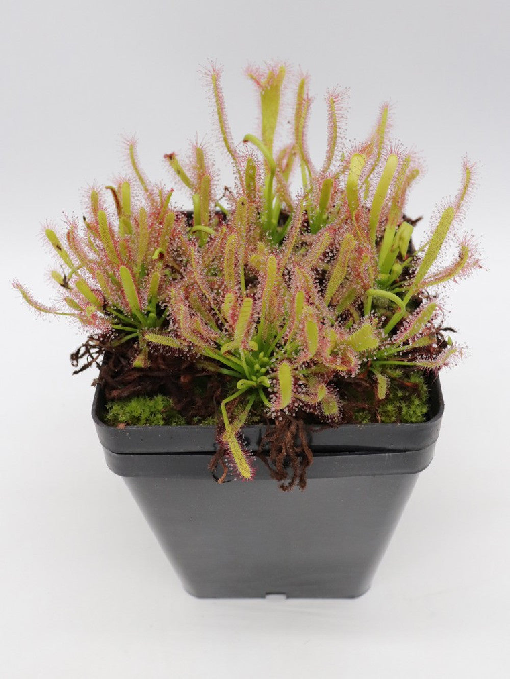 Drosera capensis " Crested " clone 2 GC