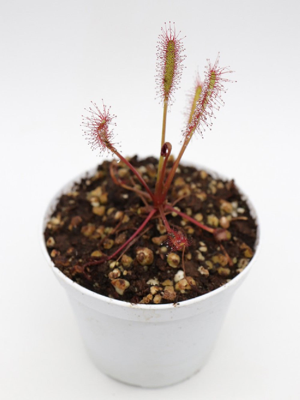 Drosera capensis 'Triffid rose'