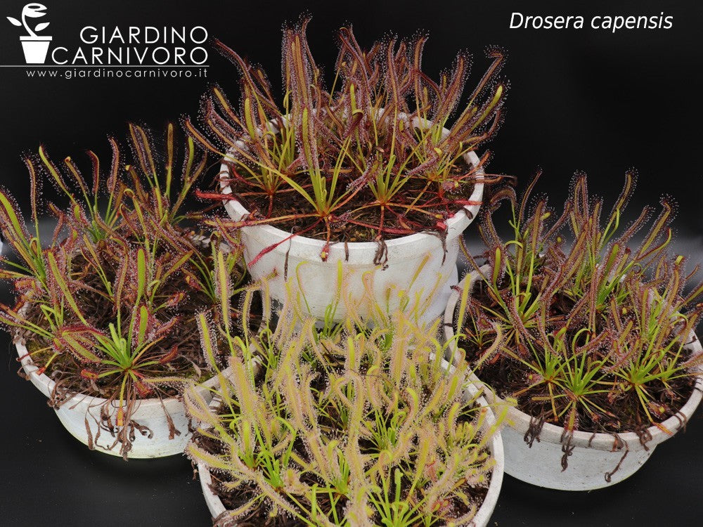 Drosera capensis 'albino'