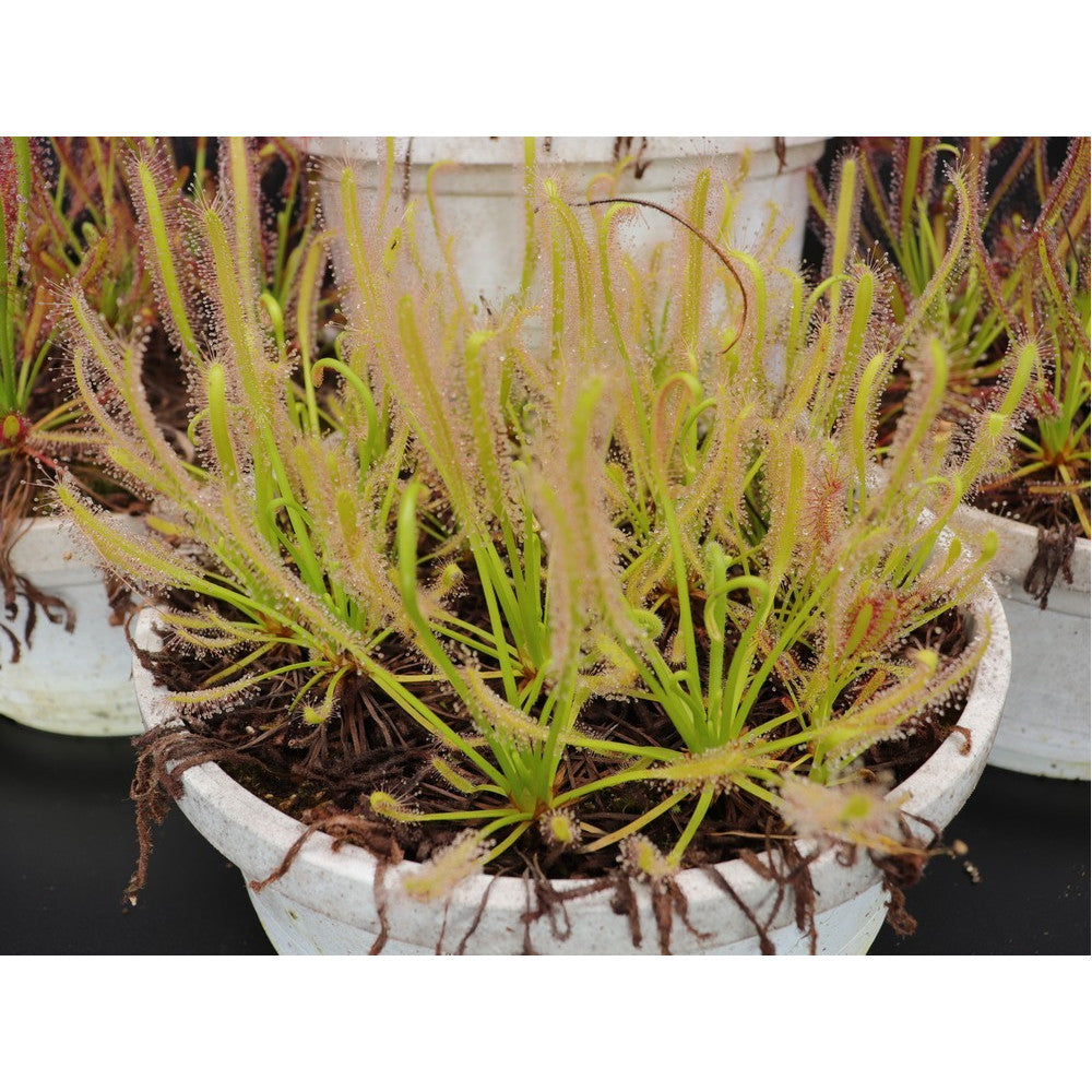 Drosera capensis 'albino'