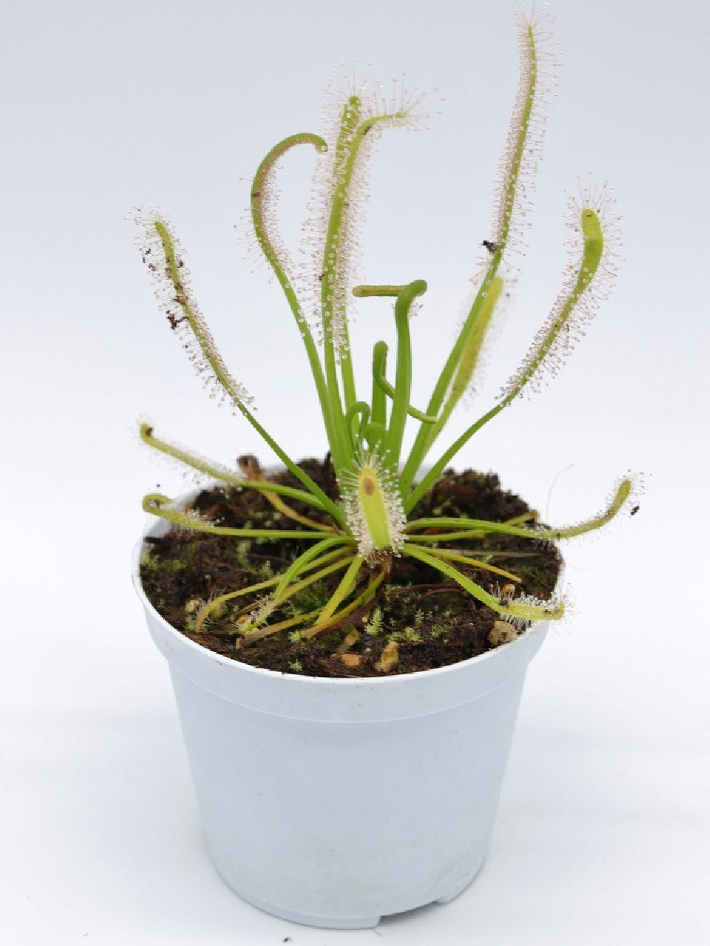 Drosera capensis 'albino'