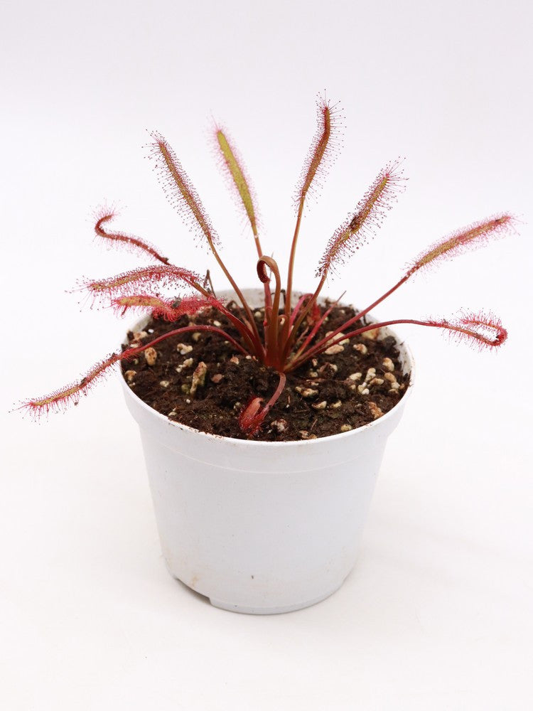 Drosera capensis " all red "