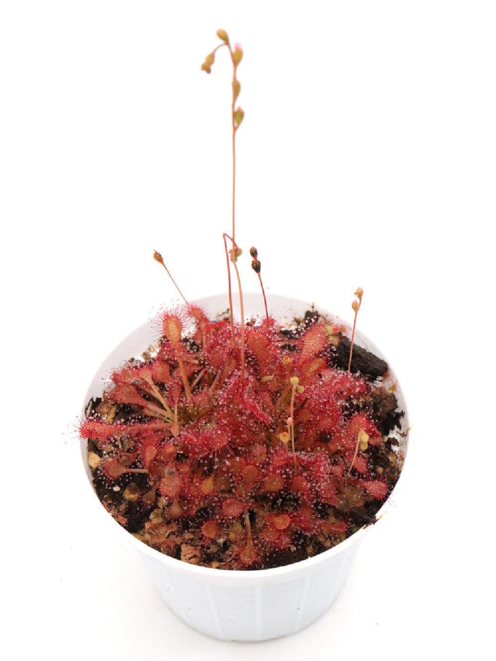 Drosera capillaris "Cuba"