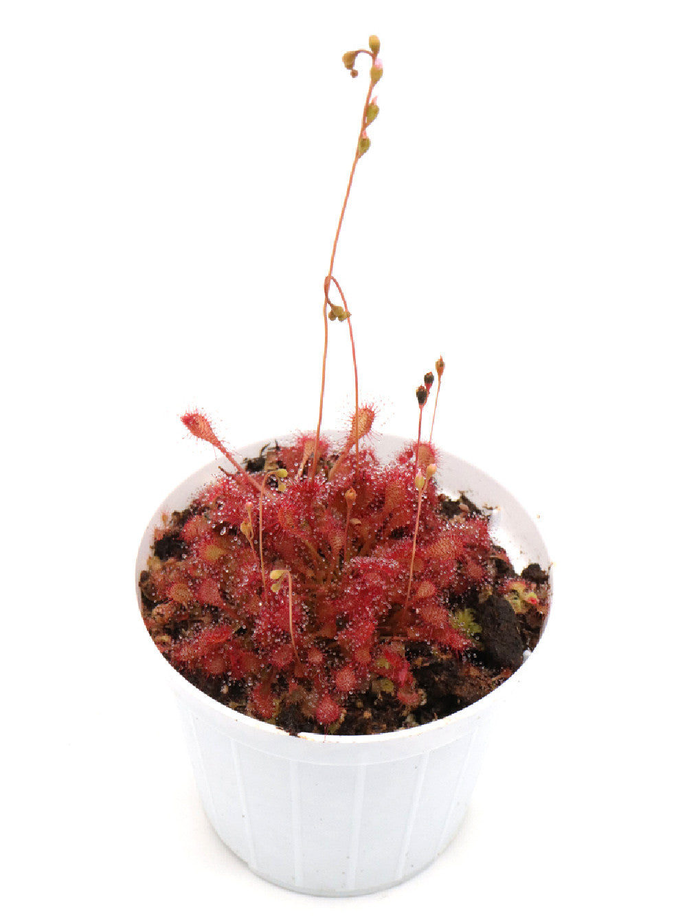 Drosera capillaris "Cuba"