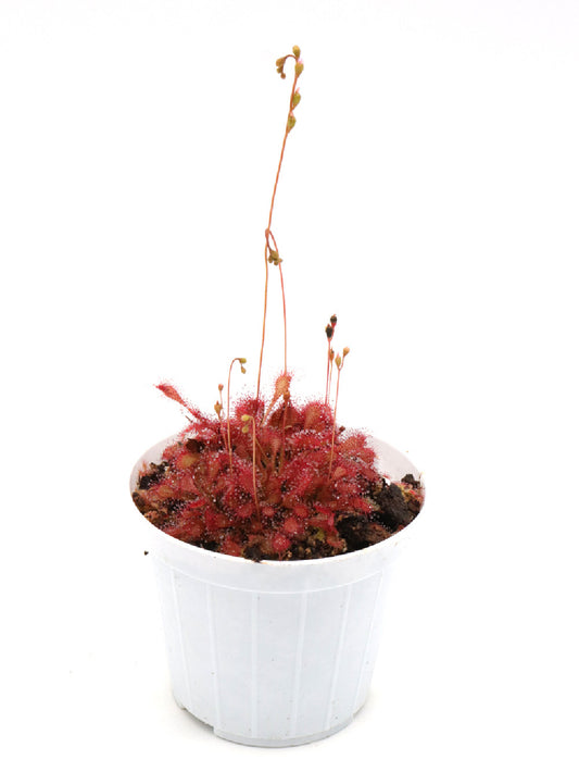 Drosera capillaris "Cuba"