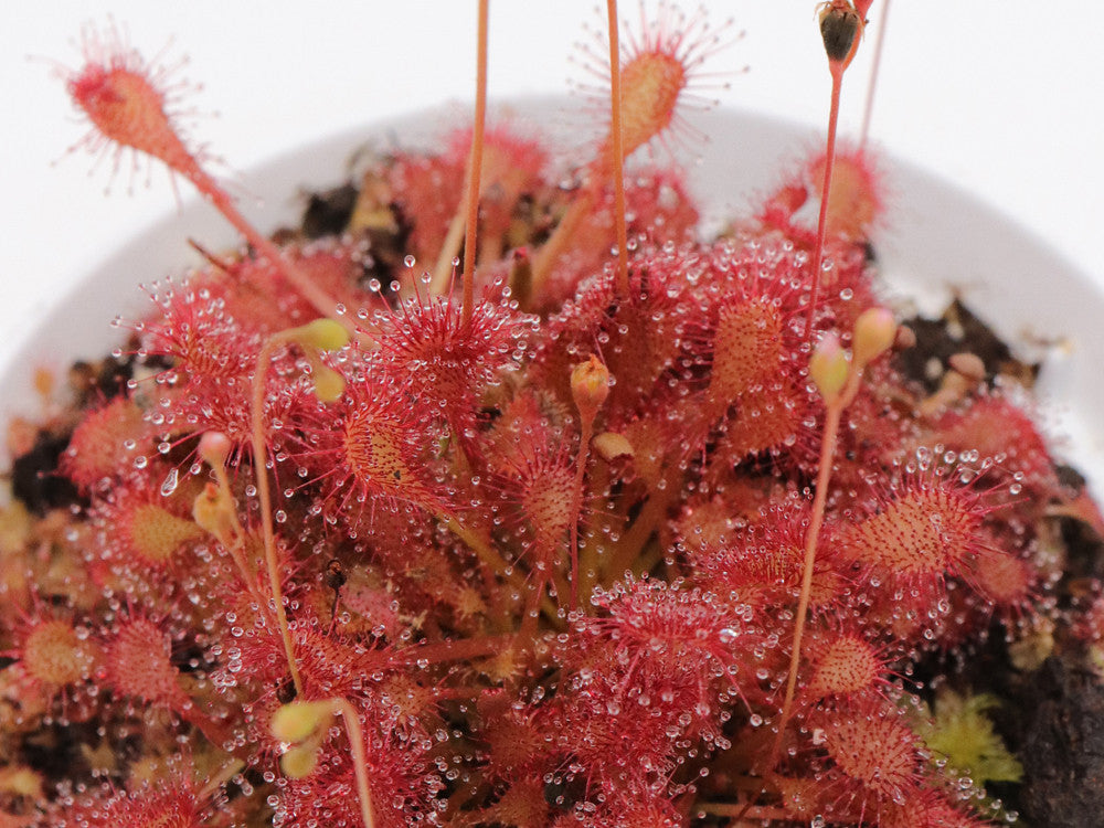 Drosera capillaris "Cuba"