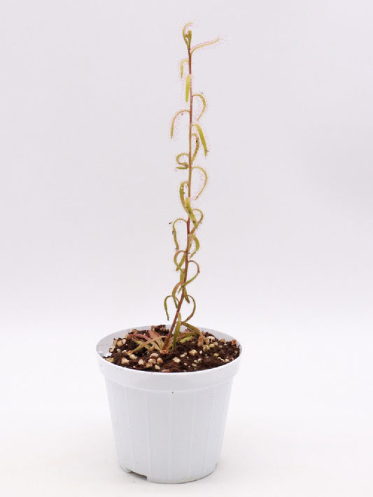 Drosera cistiflora , purple flower