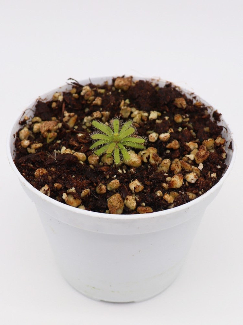 Drosera cistiflora , white flower
