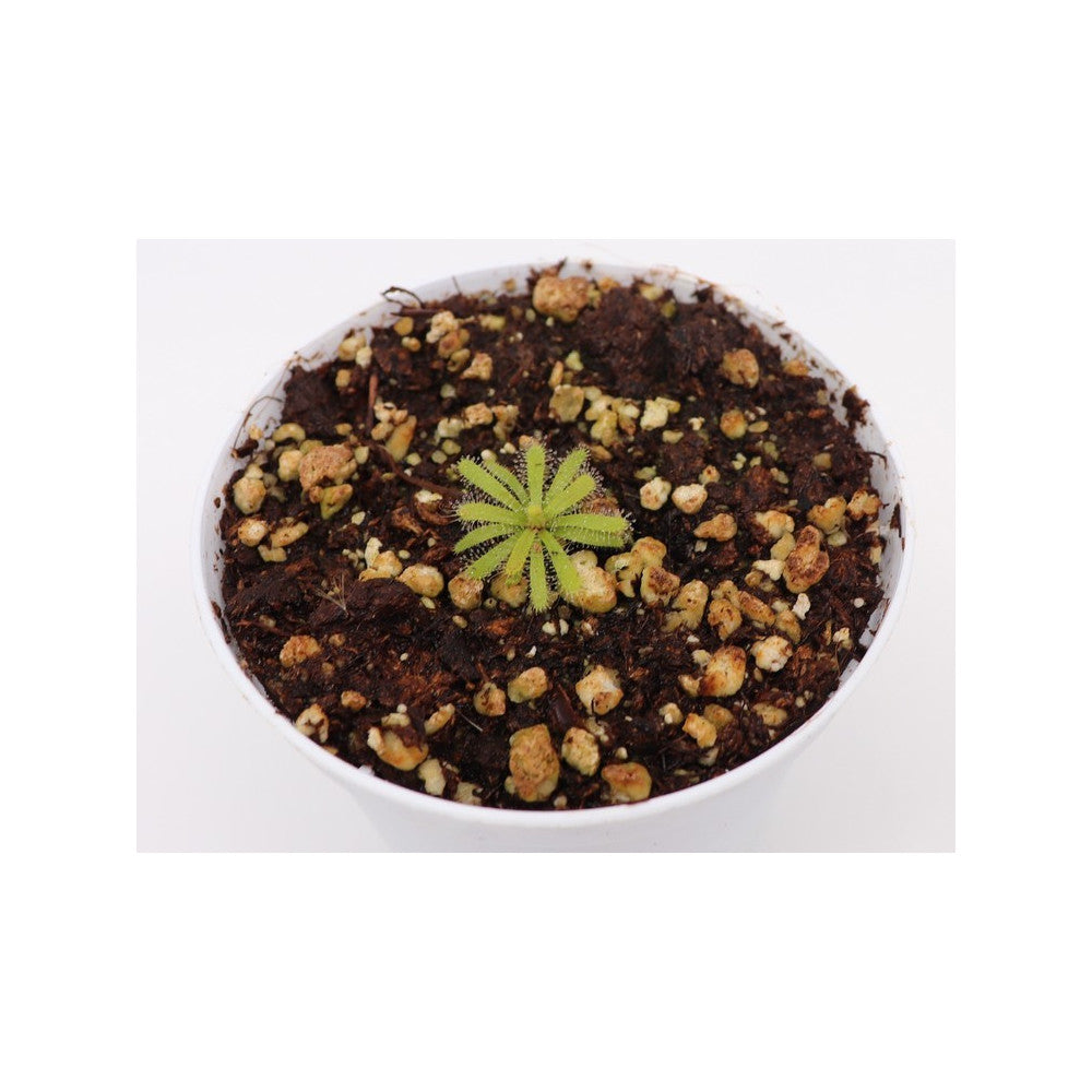 Drosera cistiflora , white flower