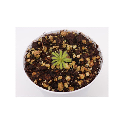 Drosera cistiflora , white flower
