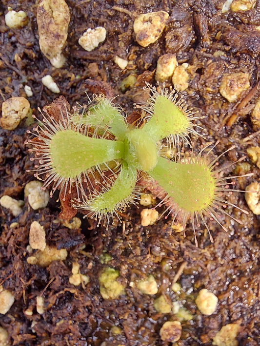 Drosera coccicaulis "albino form"