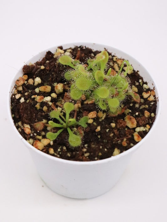 Drosera collinsiae , Usuthu river