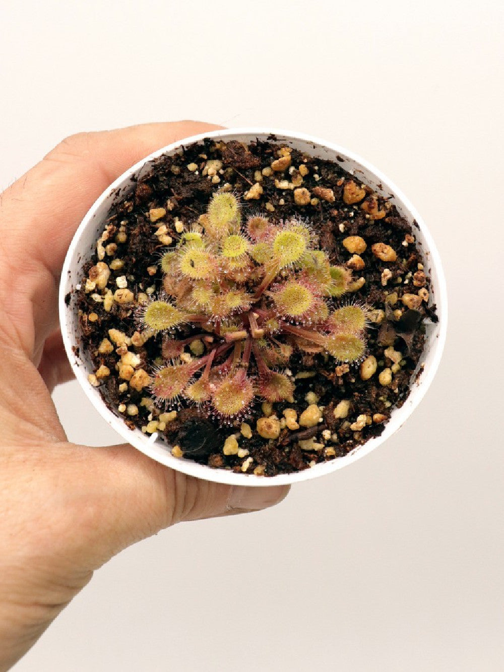 Drosera collinsiae , Usuthu river