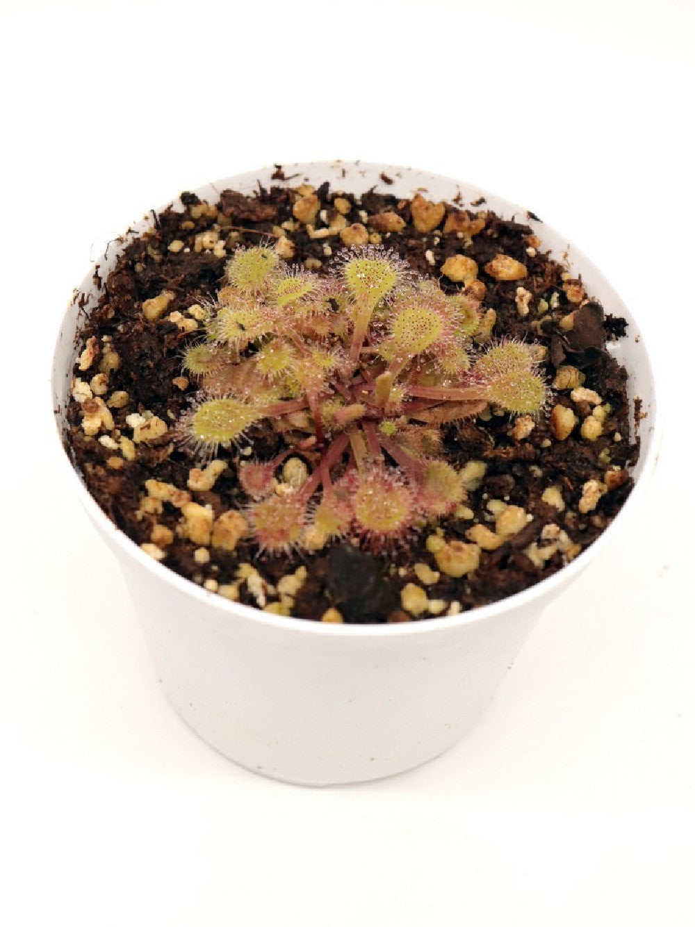 Drosera collinsiae , Usuthu river