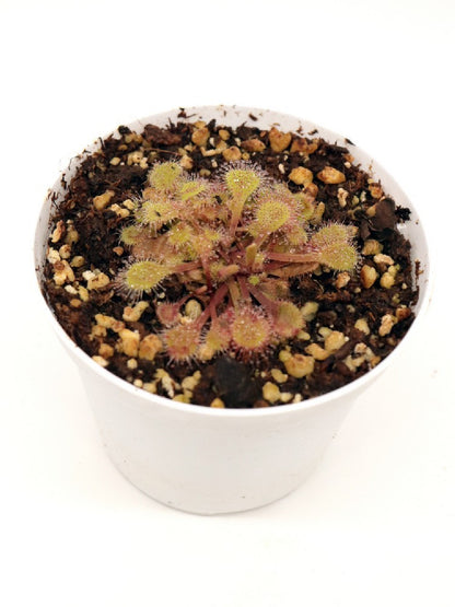 Drosera collinsiae , Usuthu river
