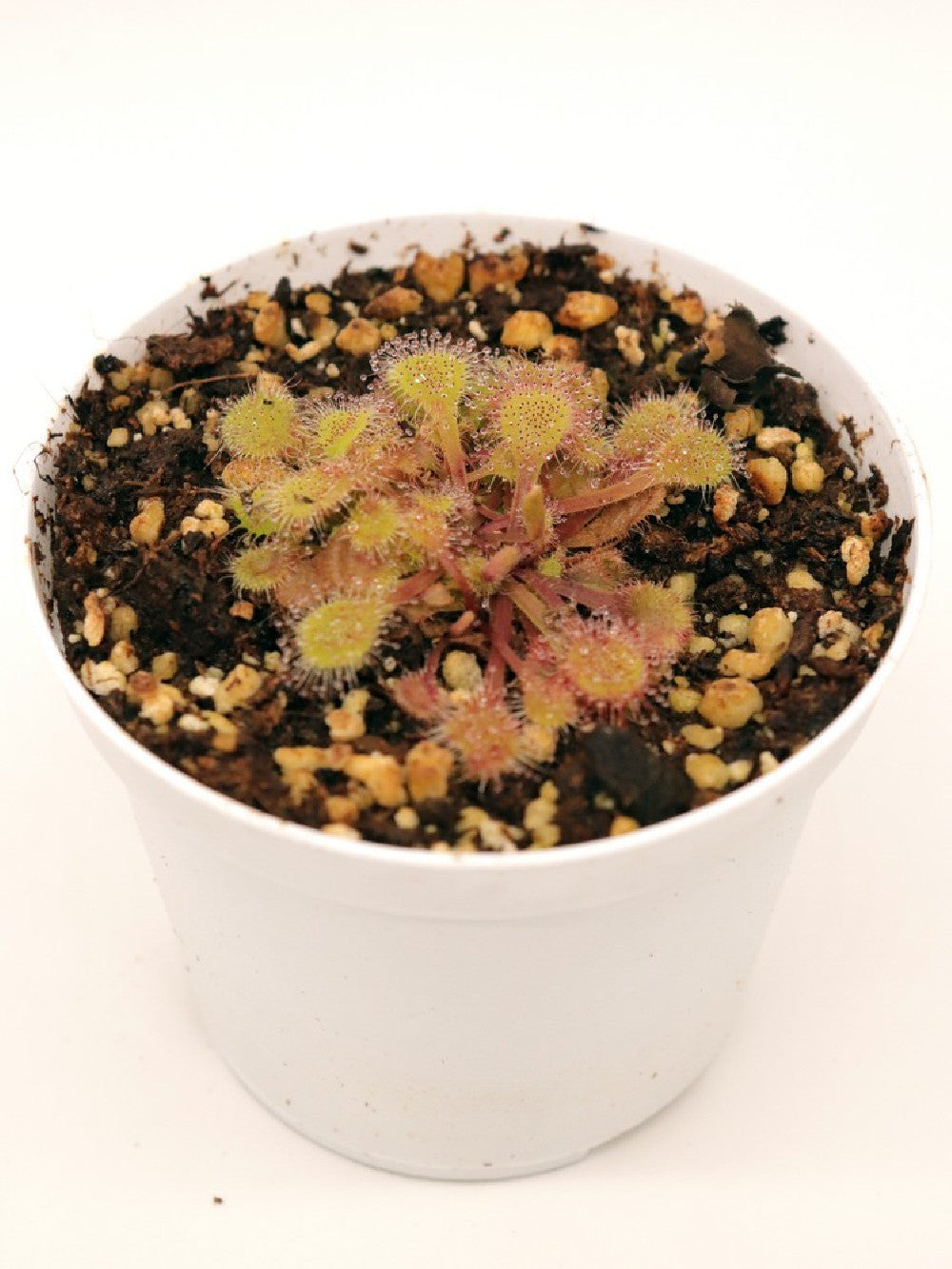 Drosera collinsiae , Usuthu river