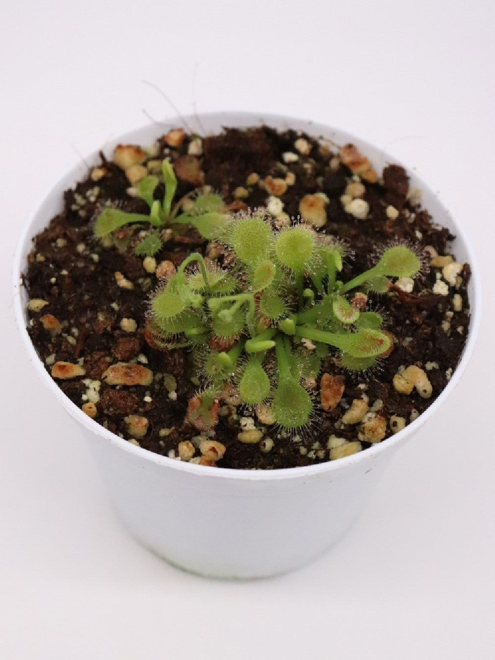 Drosera collinsiae , Usuthu river
