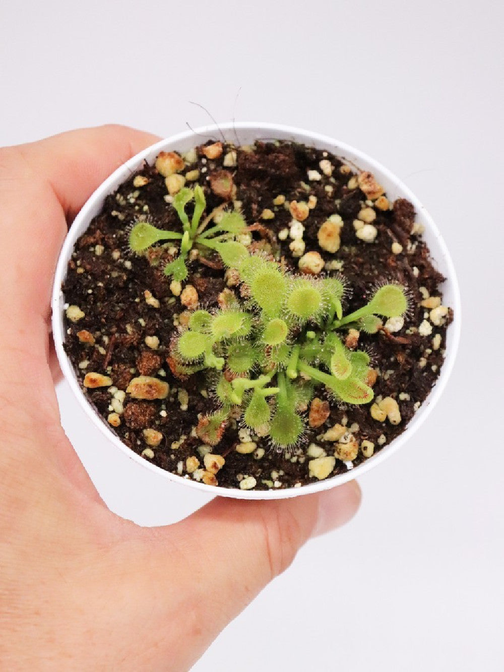 Drosera collinsiae , Usuthu river