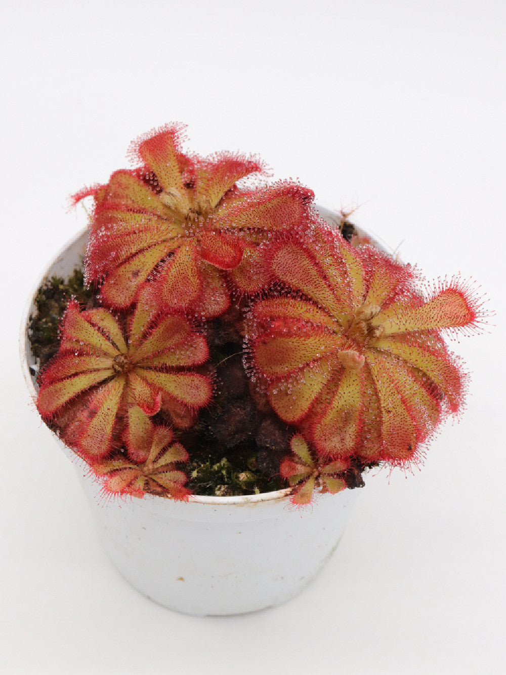 Drosera cuneifolia